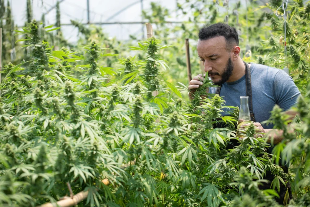 Mistakes to Avoid When Applying for a California Cannabis Cultivation License